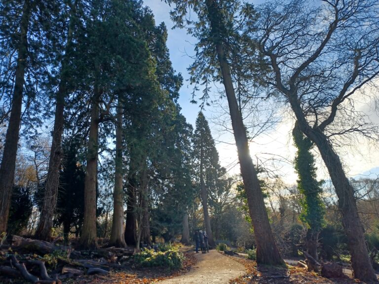 Forest garden