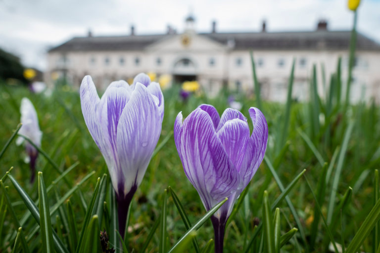 Crocus Shugborough