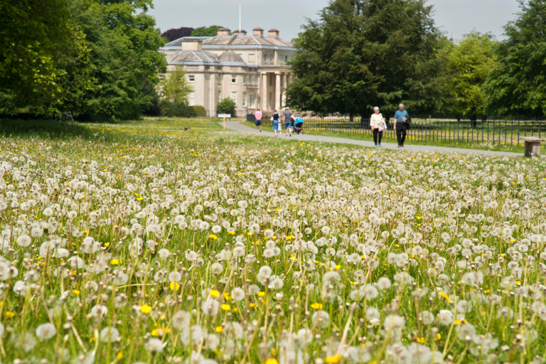 Dandelion Carpet