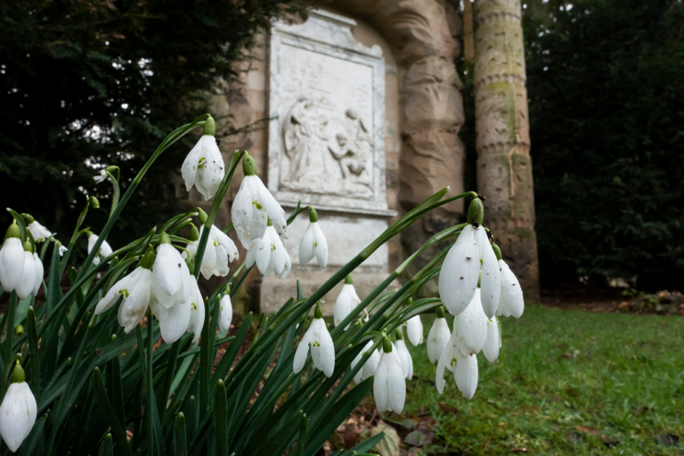 Snowdrops Shugborough