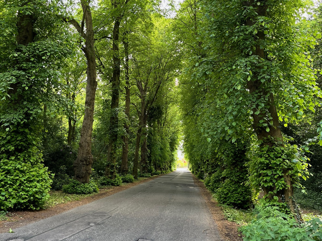 Avenue of Poplars