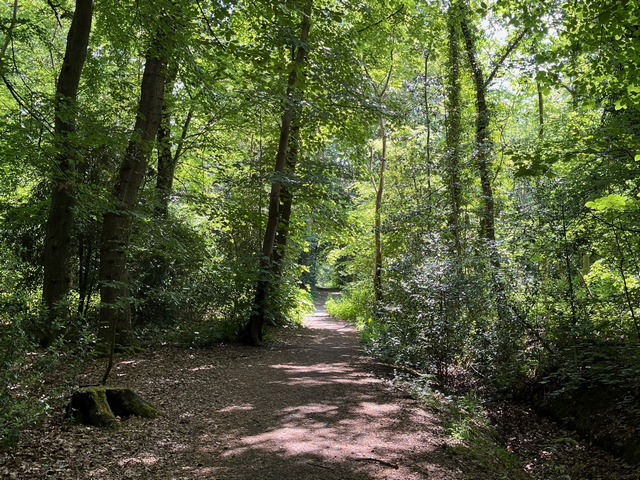 Hem Heath Woods