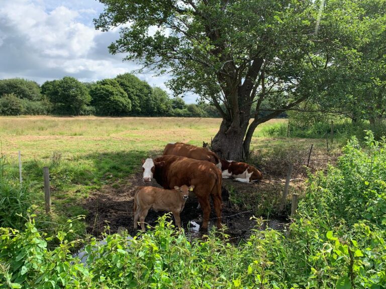 Cows and calves by the Millian