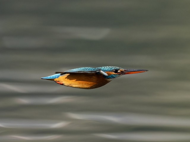 Kingfisher