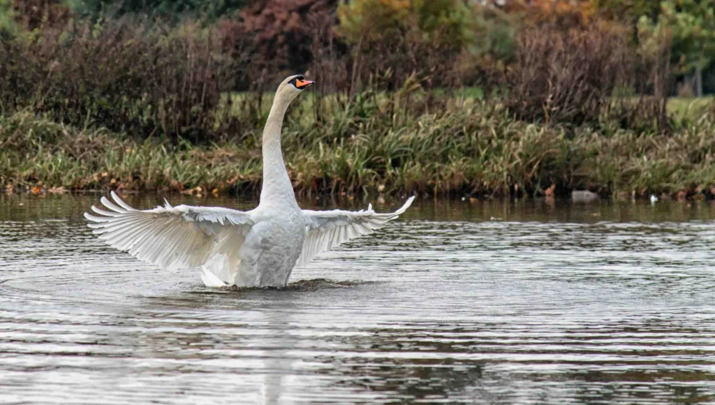 Mute swan in the river at Shugborough