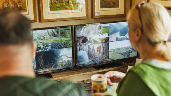 Browsing live nest cams at Robert E Fuller Gallery