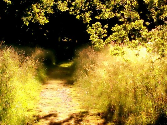 Shugborough Arboretum