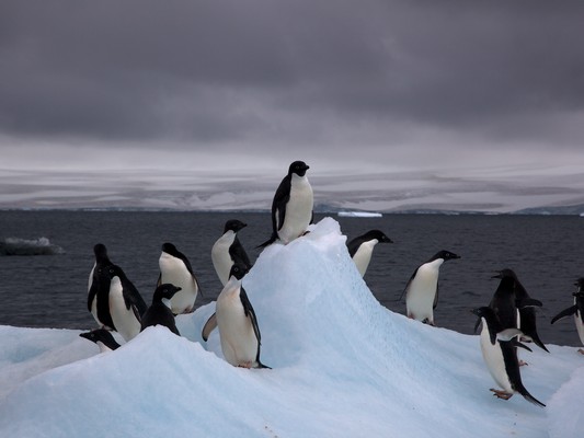 Adelie Penguins on iceberg, by Jason Auch, CC BY 2.0