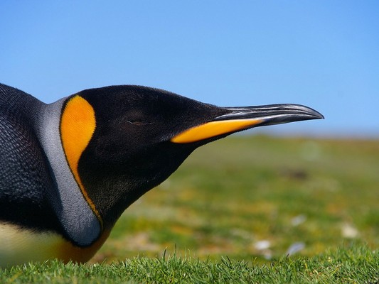 Falkland Island Penguins,by Ben Tubby, CC BY 2.0