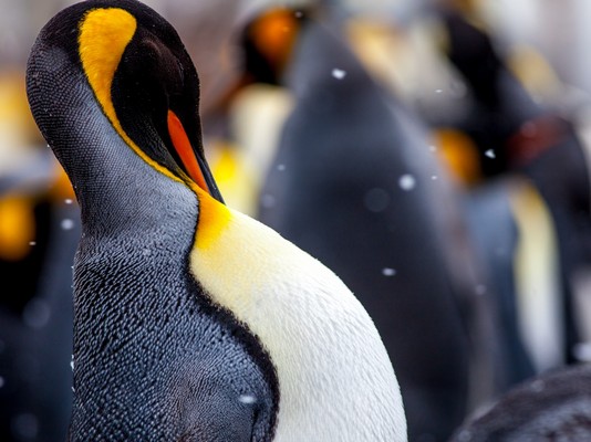 King Penguin at Gold Harbour, South Georgia, by Anne Dirkse, CC BY-SA 4.0