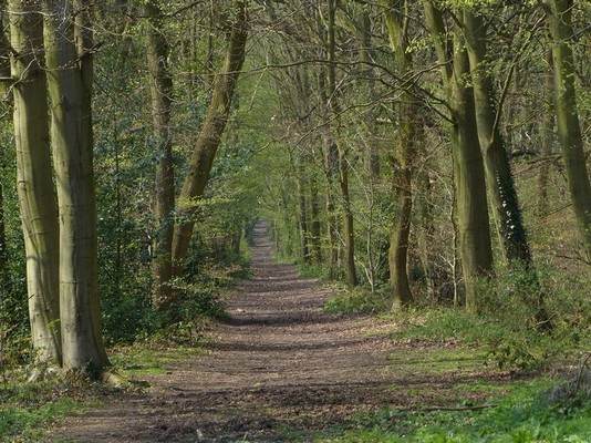 Lower Avenue leading to Chillington Hall by Mat Fascione, CC BY-SA 2.0