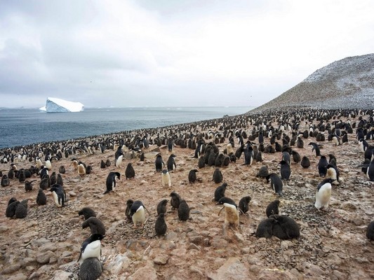 This is what 100,000 penguins looks like,by Christopher Michel, CC BY 2.0